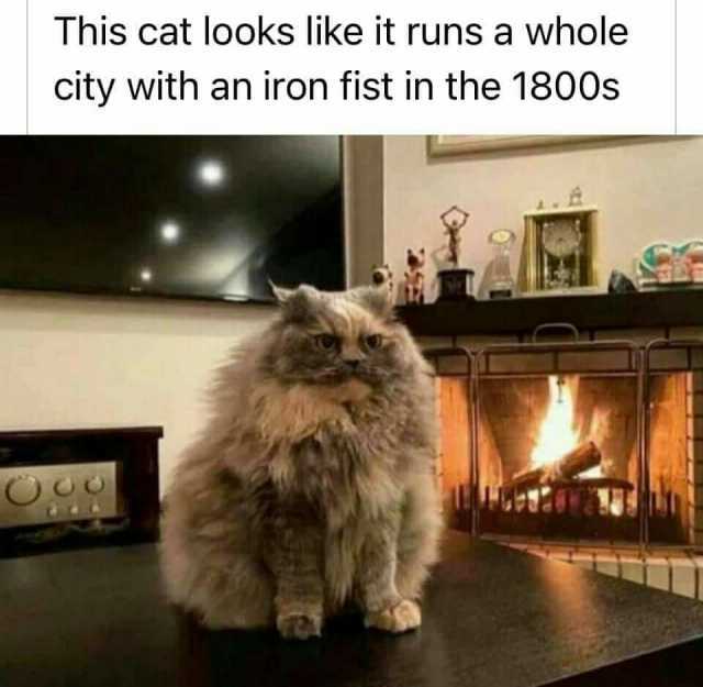 This cat looks like it runs a whole city with an iron fist in the 1800s