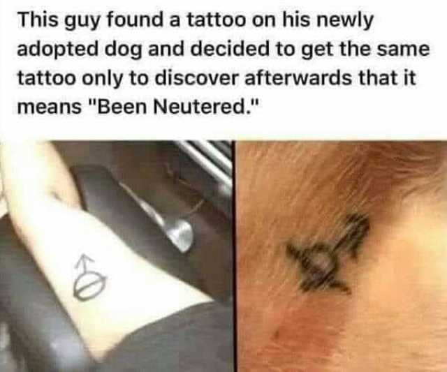 This guy found a tattoo on his newly adopted dog and decided to get the same tattoo only to discover afterwards that it means Been Neutered