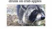 A rabies scare in West Virginia turned out to be just raccoons drunk on crab apples Ter-Lee Comedy @terryleeborror Hot Girl Summer