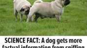 a SCIENCE FACT A dog gets more factual information from sniffingg another dogs ass than a human does from watching Fox News.