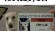 Cuando hasta el perro tiene trabajo y tuno ROYAL VICTORIA HOSPITAL STAFF CHARLIE OFFICER SECURITY SERVIDES