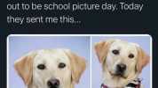 Dr. Jenny Lee @jennyj_lee My guide dog in training visited a local school recently which turned out to be school picture day. Today they sent me this...