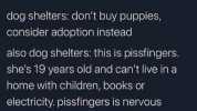 Dr. NG @nialltg dog shelters dont buy puppies consider adoption instead also dog shelters this is pissfingers. shes 19 years old and cant live in a home with children books or electricity. pissfingers is nervous around hair and ne