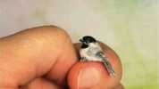 Este es el segundo pájaro más pequeño del mundo el primero es el tuyo.