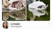 hello excuse me i will cry Lunagaja @lunagajah Now those little swan boats make sense