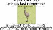 If you ever feel useless just remember NEVER FORGET THE GREAT EMU WAR OF 1932 THEAUSTRALIAN GOVERNMENT ONCE LOST AWARTO FLIGHTLESS BIRDS