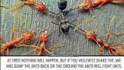 IF YOU PUT RED ANTS AND BLACK ANTS IN A JAR MERETHOUGKIPROITGis AT FIRST NOTHING WILL HAPPEN. BUT IF YOU VIOLENTLY SHAKE THE JAR AND DUMP THE ANTS BACK ON THE GROUND THE ANTS WILL FIGHT UNTIL THEY ALL KILL EACH OTHER. THE BLACK AN