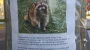 Ihis mild-mannered raccoon had been a regular fixture in the MISSING neighborhood for the past two years. He was blind had a stub bofa tail and a slightly weakened right front paw. He walked with a distinctive lumbering gait and c