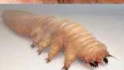 Known as Demodex or eyelash mites - just about every adult human alive has a population living on them.