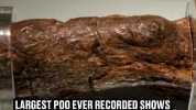 LAD BI B LE LARGEST POO EVER RECORDED SHOWS DIET OF MAN RESPONSIBLE OVER A THOUSAND YEARS LATER