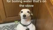 My dog who doesnt understand hes begging for boiling water thats on the stovee US