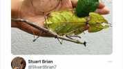 Not one of these isa plant Stuart Brian @StuartBrian7 The one that looks like a human hand impresses me the most.. Like WoWI!!