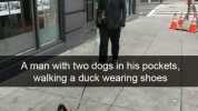 PARAGON pge A man with two dogs in his pockets walking a duck wearing shoes