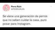 Perra Ruin @PERRARUIN Se viene una generación de perros que no saben cuidar la casa puroo posar para Instagram.