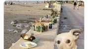 Prohibida la permanencia de perros en la playa por razones de higiene L