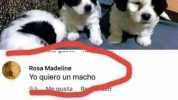 Rosa Madeline Yo quiero un macho 9.h Mequsta Ro werer Giovanni León Rosa Madeline señora aquí se adoptan perros
