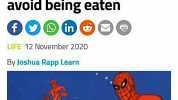 Some male spiders tie up females before mating to avoid being eaten LIFE 12 November 2020 By Joshua Rapp Learn Pizza time