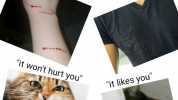 The Cat person Starter Pack it wont hurt you it likes you D