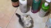 this kitty thinks hesa shampo0 bottle