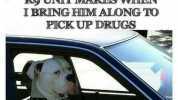 THOE FACE THIE DOG THAT IADOPTED FROM THE K9 UNITMAKES WHEN I BRING HIM ALONG TO PICK UP DRUGS