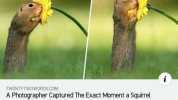 TWENTYTWOWORDS.COM A Photographer Captured The Exact Moment a Squirrel Stopped to Smell a Daisy