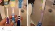 XV7 dogwithhat My brothers toothbrushes over the past month Why is he so angry does dude even still have teeth colgate 