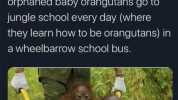 Yashar Ali 7 One of the greatest joys yOu can have in life is knowing that orphaned baby orangutans go to jungle school every day (where they learn how to be orangutans) in a wheelbarrow school bus.