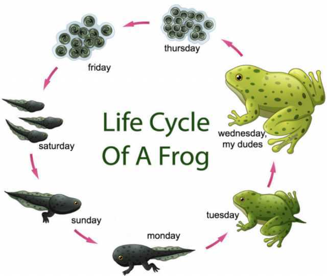 thursday friday Life Cycle of A Frog Cle wednesday my dudes saturday tuesday sunday monday 