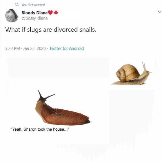 ti You Retweeted Bloody Diana @bossy diana What if slugs are divorced snails. 532 PM Jan 22 2020 Twitter for Android Yeah Sharon took the house...  