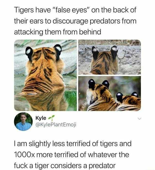 Tigers have false eyes on the back of their ears to discourage predators from attacking them from behind Kyle @KylePlantEmoji lam slightly less terrified of tigers and 1000x more terified of whatever the fuck a tiger considers a p