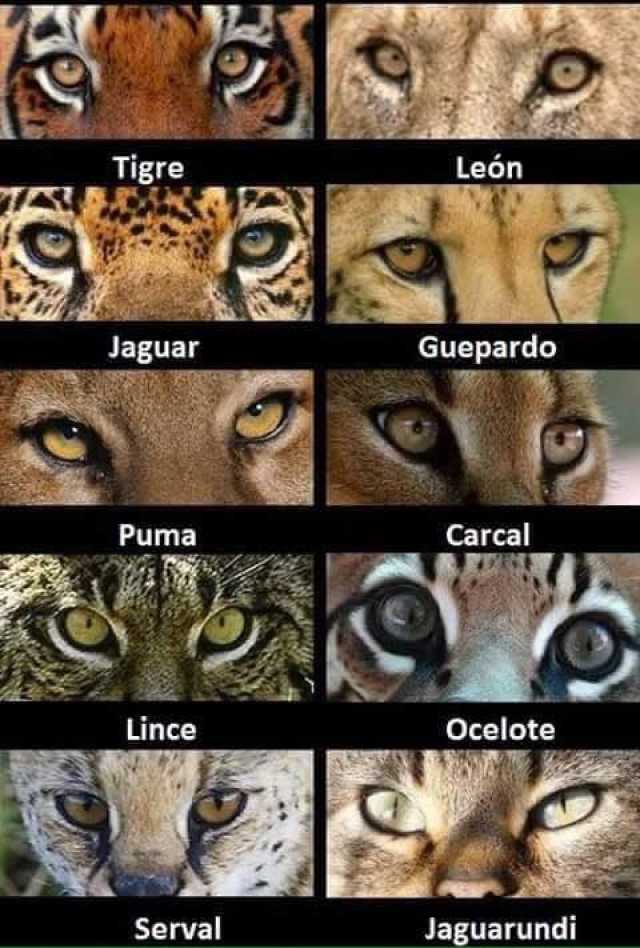 Tigre León Jaguar Guepardo Puma Carcal Lince Ocelote Serval Jaguarundi 