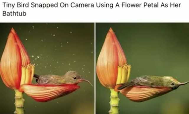 Tiny Bird Snapped On Camera Using A Flower Petal As Her Bathtub