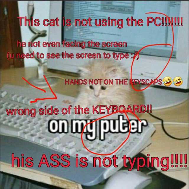 Tis cats not using the PC!R!! he mot even facing dhe screen (Uneed to see the screen to type HANDS NOT ON THE SCAÉS wrong side of the KEYBOARD! onmyputer his ASS is not tping!!!