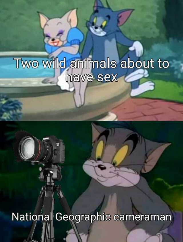 Two wild animals about to have sex National Geographic cameraman