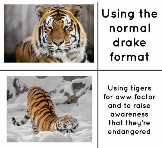Using the normal drake format Using tigers for aww factor and to raise awareness that theyre endangered