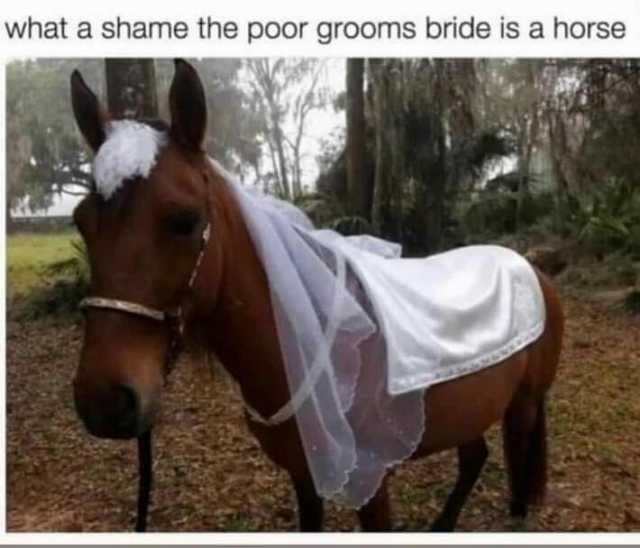 what a shame the poor grooms bride is a horse