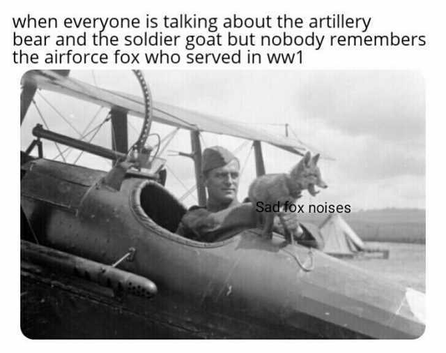 when everyone is talking about the artillery bear and the soldier goat but nobody remembers the airforce fox who served in ww1 Sadfox noises