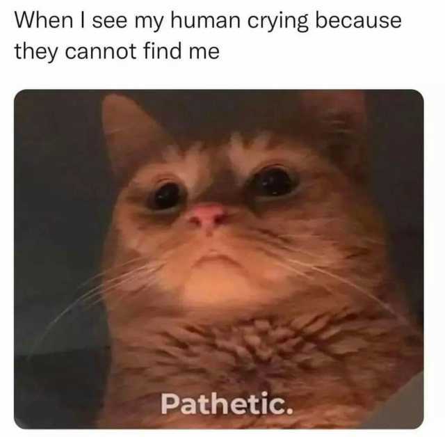When I see my human crying because they cannot find me Pathetic.