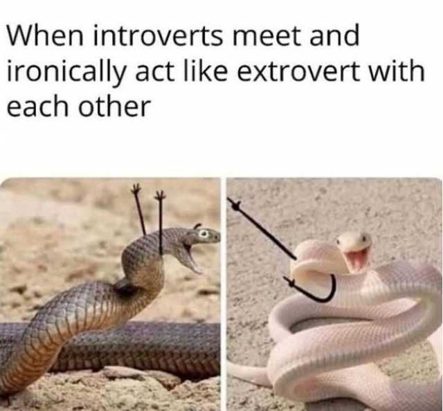 When introverts meet and ironically act like extrovert with each other