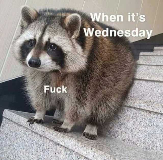 When its Wednesday Fuck
