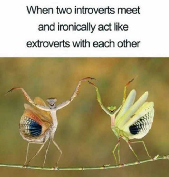 When two introverts meet and ironically act like extroverts with each other