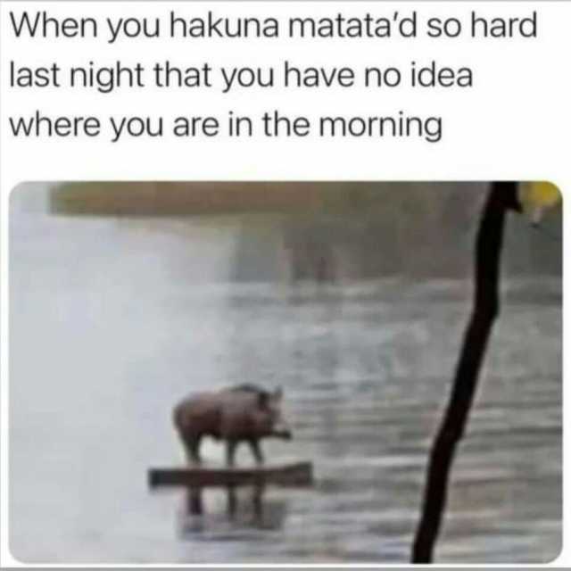 When you hakuna matatad so hard last night that you have no idea where you are in the morning