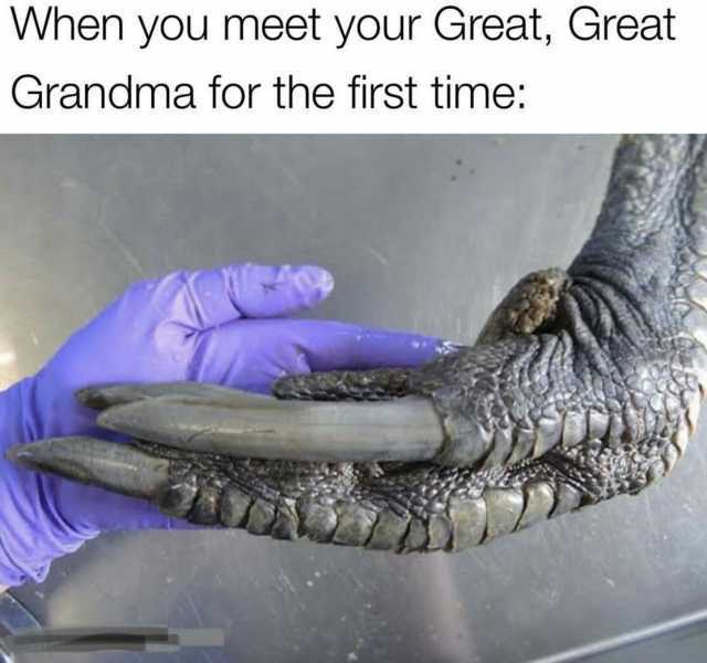 When yOu meet your Great Great Grandma for the first time