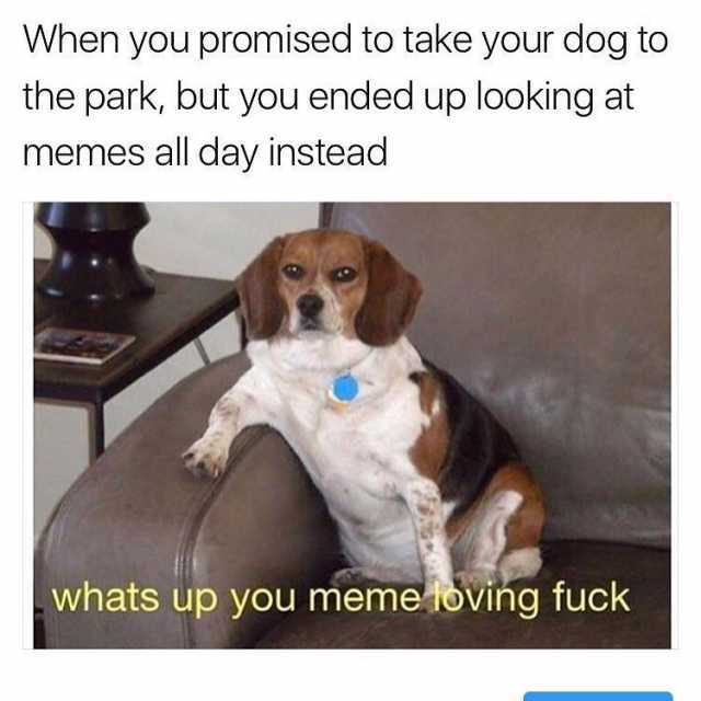 When you promised to take your dog to the park but you ended up looking at memes all day instead whats up you meme oving fuck 