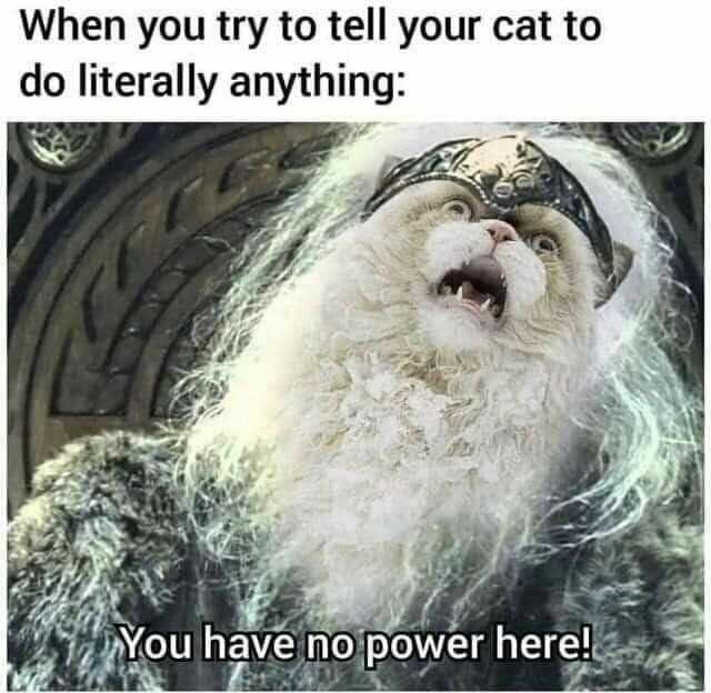When you try to tell your cat to do literally anything You have no power here!