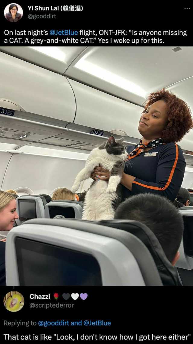 Yi Shun Lai (A) @gooddirt On last nights @JetBlue flight ONT-JFK Is anyone missing a CAT. A grey-and-white CAT* Yes I woke up for this. A w e12 Chazzi OOO @scriptederror Replying to @gooddirt and @JetBlue That cat is like Look I d