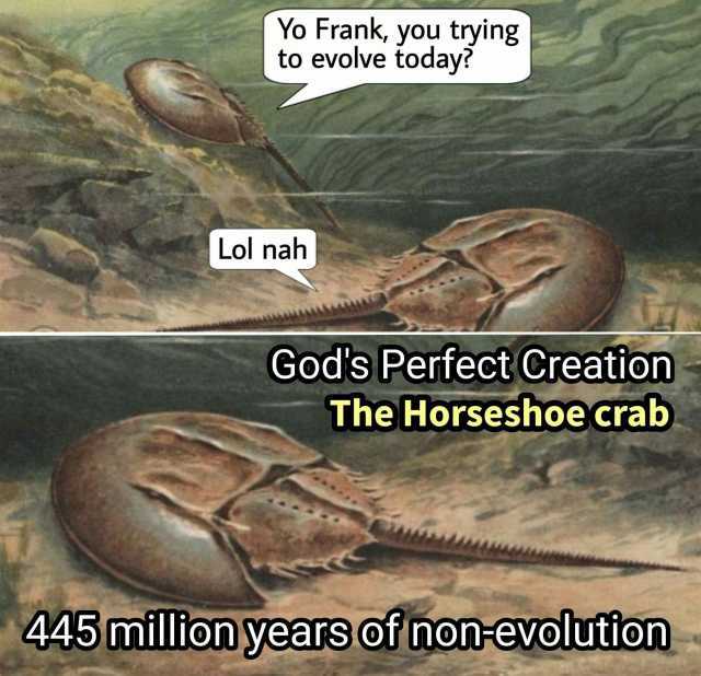 Yo Frank you trying to evolve today Lol nah Gods Perfect Creation The Horseshoecrab 445 million yearsof non evolution