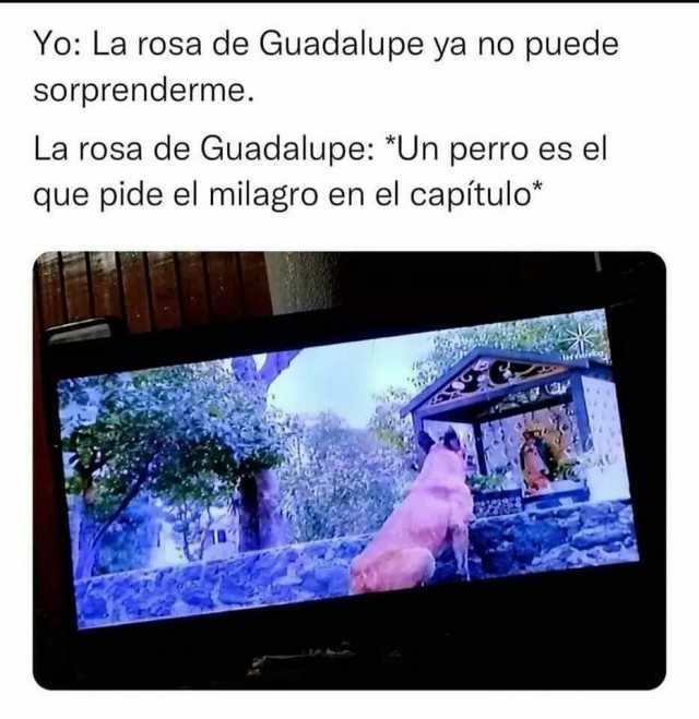Yo La rosa de Guadalupe ya no puede sorprenderme. La rosa de Guadalupe Un perro es el que pide el milagro en el capítulo*
