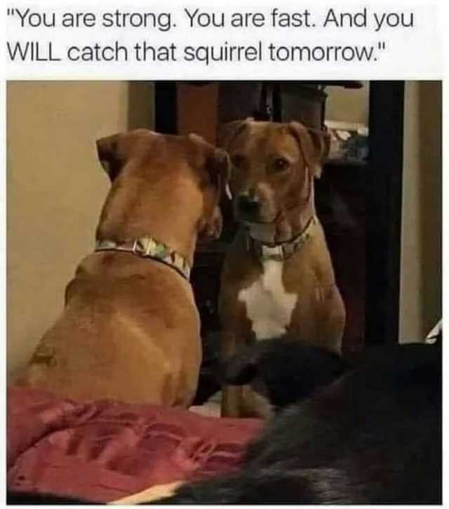 You are strong. You are fast. And you WILL catch that squirrel tomorrow.
