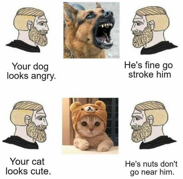 Your dog looks angry. Hes fine go stroke him Your cat looks cute. Hes nuts dont go near him.